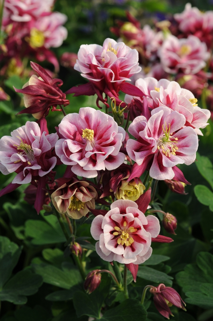 'Winky Double Red & White' - Aquilegia vulgaris (Columbine) from Milmont Greenhouses