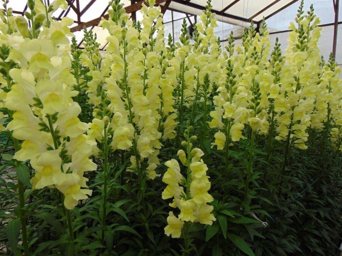 Rocket 'Lemon' - Antirrhinum majus (Snapdragon) from Milmont Greenhouses