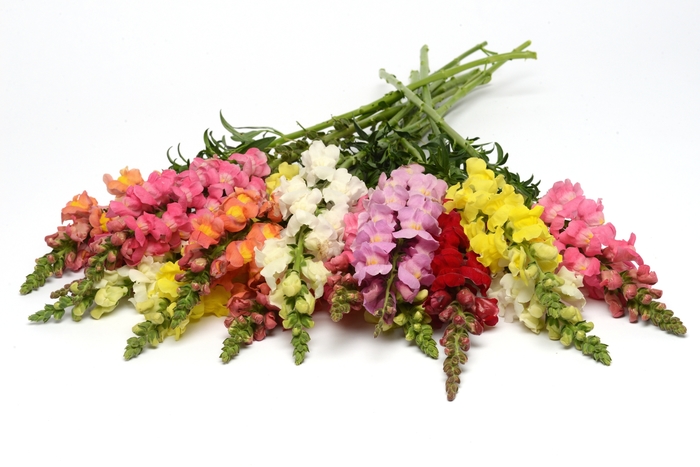Rocket 'Mix' - Antirrhinum majus (Snapdragon) from Milmont Greenhouses Rocket 'Mix' - Antirrhinum majus (Snapdragon) from Milmont Greenhouses
