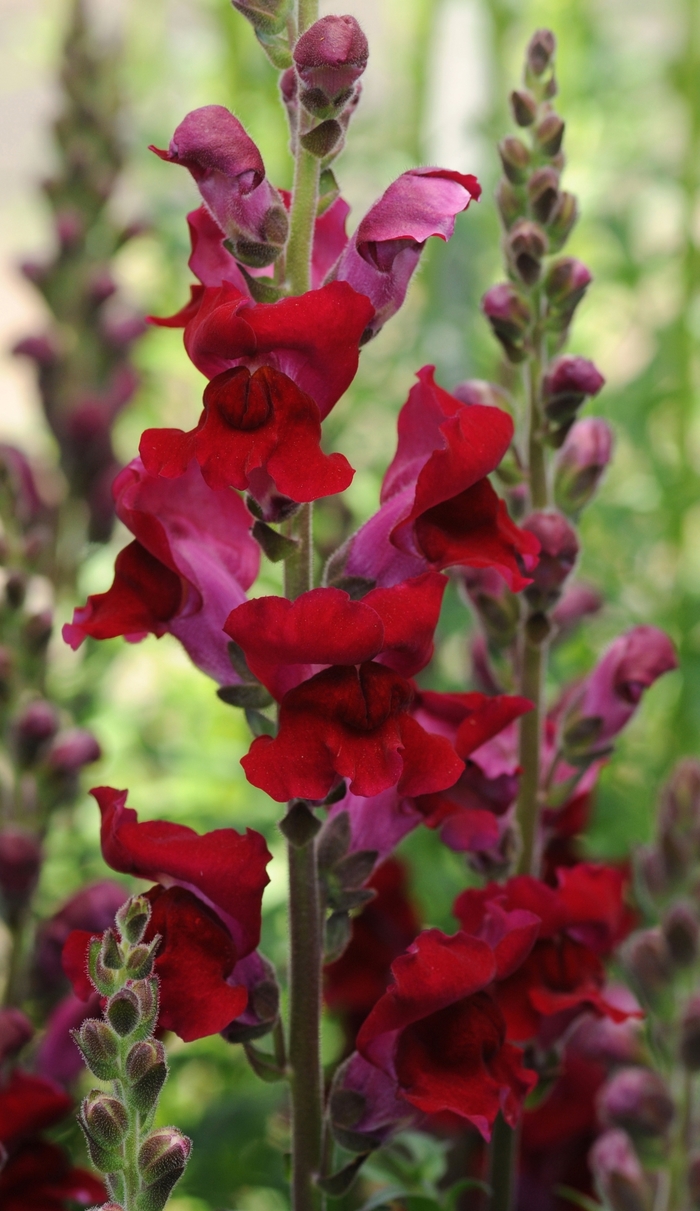 'Rocket Red' - Antirrhinum majus (Snapdragon) from Milmont Greenhouses