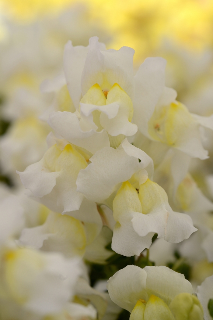 Snapshot™ 'White' - Antirrhinum majus (Snapdragon) from Milmont Greenhouses