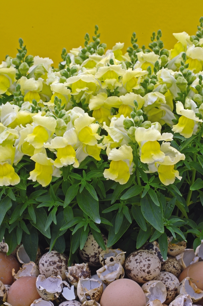 Snapshot™ Yellow - Antirrhinum majus (Snapdragon) from Milmont Greenhouses Snapshot™ Yellow - Antirrhinum majus (Snapdragon) from Milmont Greenhouses