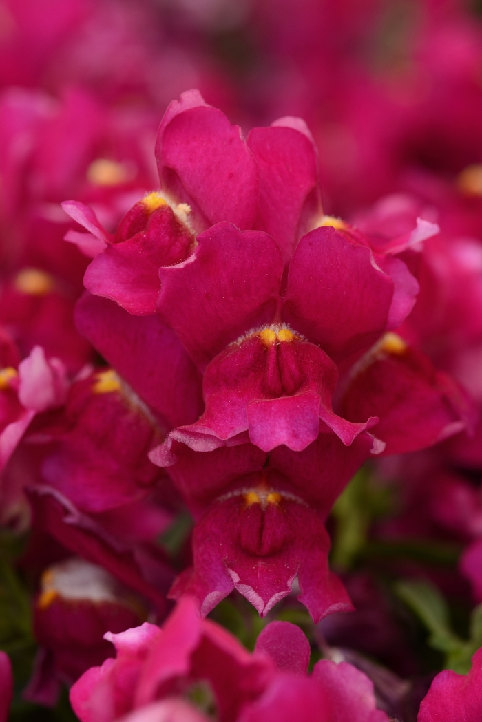 Snapdragon - Antirrhinum majus from Milmont Greenhouses