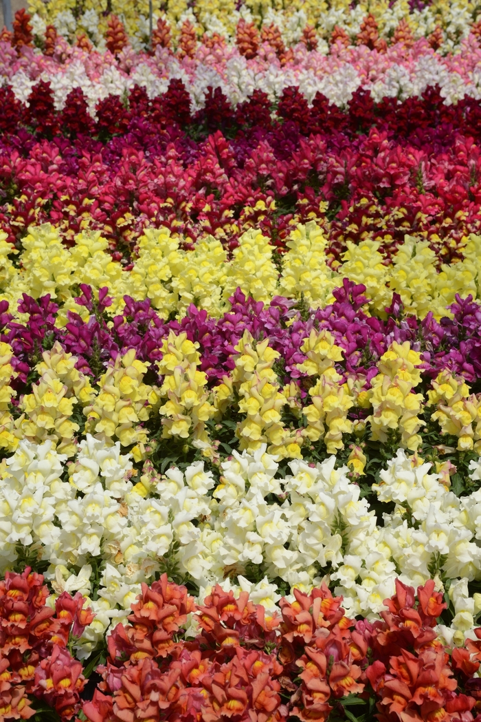 Snapshot™ 'Mix' - Antirrhinum majus (Snapdragon) from Milmont Greenhouses Snapshot™ 'Mix' - Antirrhinum majus (Snapdragon) from Milmont Greenhouses