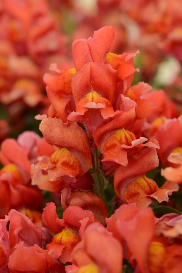 Snapshot™ 'Orange' - Antirrhinum majus (Snapdragon) from Milmont Greenhouses