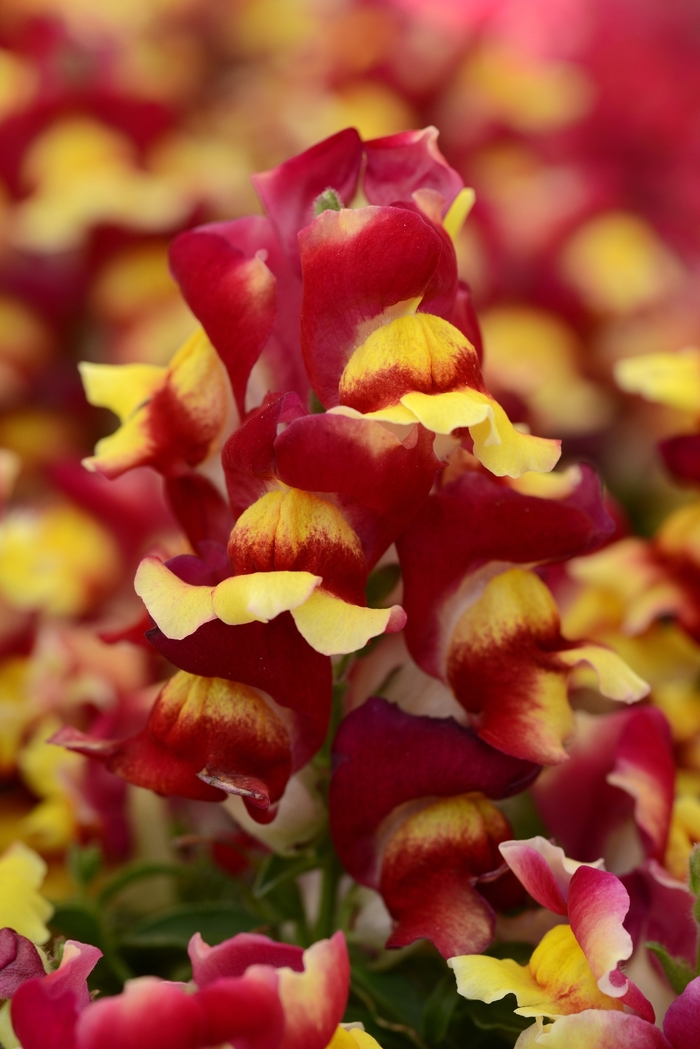 Snapshot™ 'Red Bicolor' - Antirrhinum majus (Snapdragon) from Milmont Greenhouses