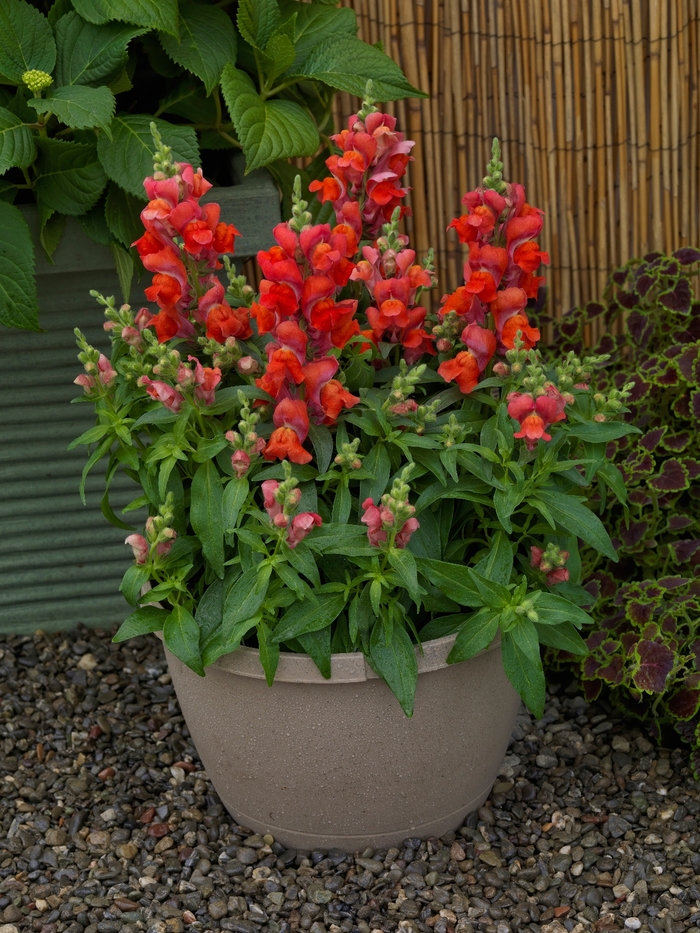 Candy Tops 'Orange' - Antirrhinum (Snapdragon) from Milmont Greenhouses Candy Tops 'Orange' - Antirrhinum (Snapdragon) from Milmont Greenhouses