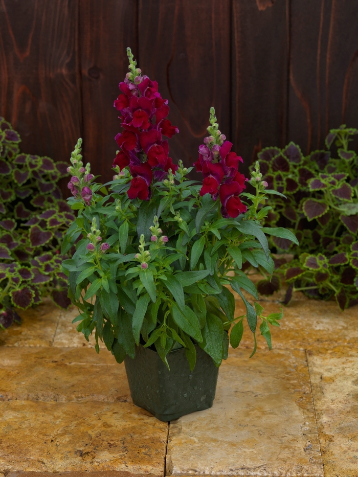 Candy Tops 'Red' - Antirrhinum (Snapdragon) from Milmont Greenhouses Candy Tops 'Red' - Antirrhinum (Snapdragon) from Milmont Greenhouses