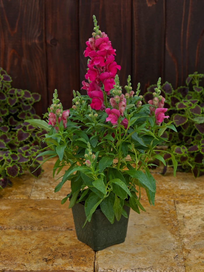 Candy Tops 'Rose' - Antirrhinum (Snapdragon) from Milmont Greenhouses