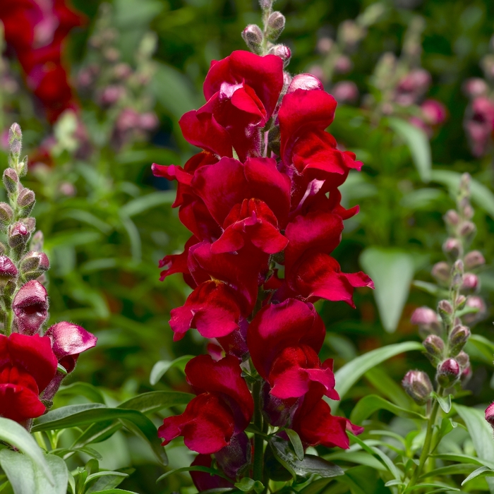 Snaptastic™ 'Red' - Antirrhinum majus (Snapdragon) from Milmont Greenhouses