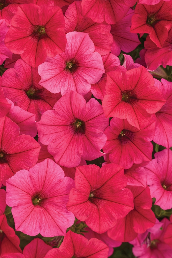 Supertunia Vista&reg; 'Paradise' - Petunia from Milmont Greenhouses