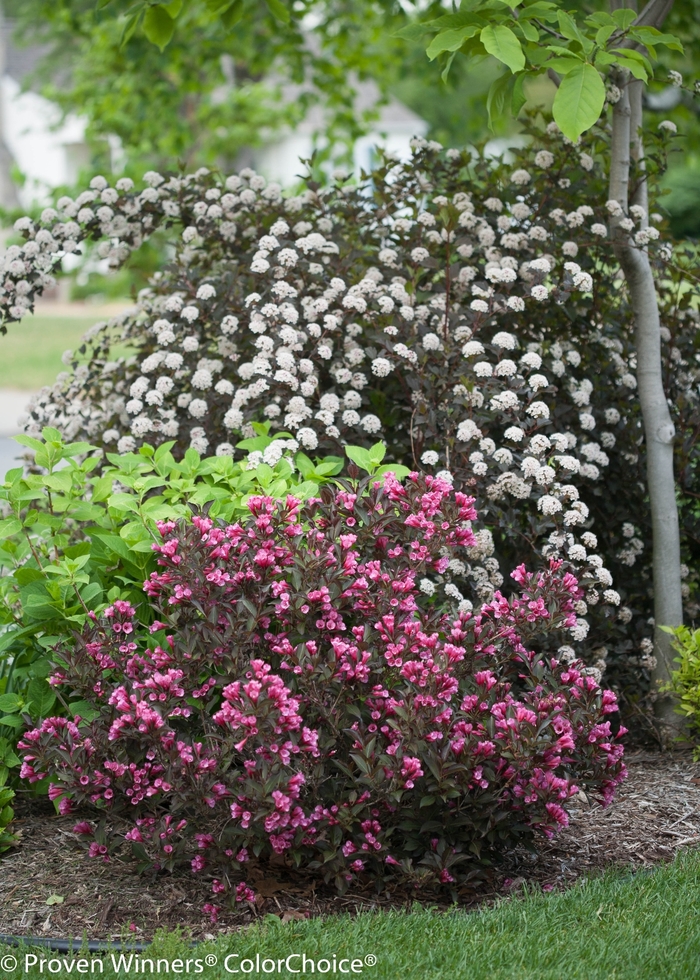 Ninebark - Physocarpus opulifolius from Milmont Greenhouses