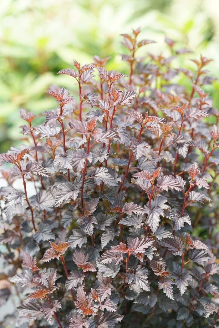 Summer Wine® Black - Physocarpus opulifolius (Ninebark) from Milmont Greenhouses Summer Wine® Black - Physocarpus opulifolius (Ninebark) from Milmont Greenhouses