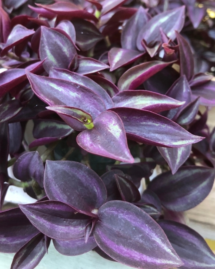 Purple Spiderwort - Tradescantia zebrinus from Milmont Greenhouses
