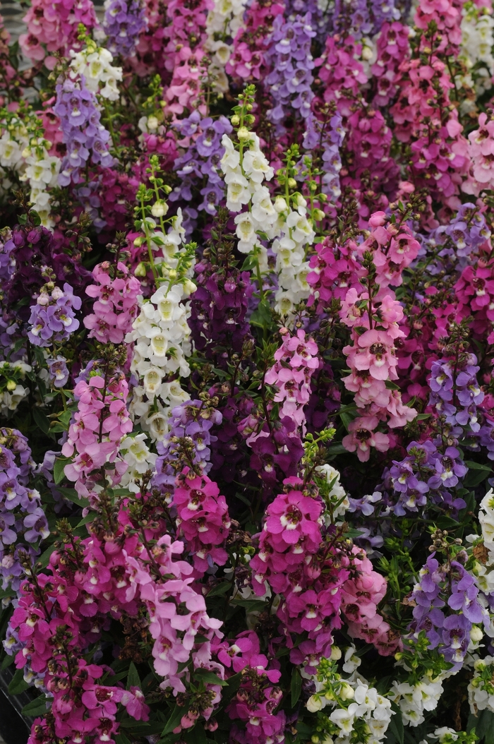 Serenita® Mix - Angelonia angustifolia (Summer Snapdragon) from Milmont Greenhouses