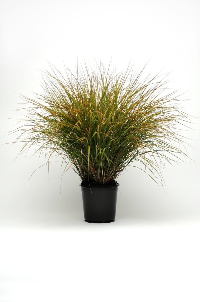 ColorGrass&reg; 'Sirocco' - Anemanthele lessoniana (Stipa Grass) from Milmont Greenhouses