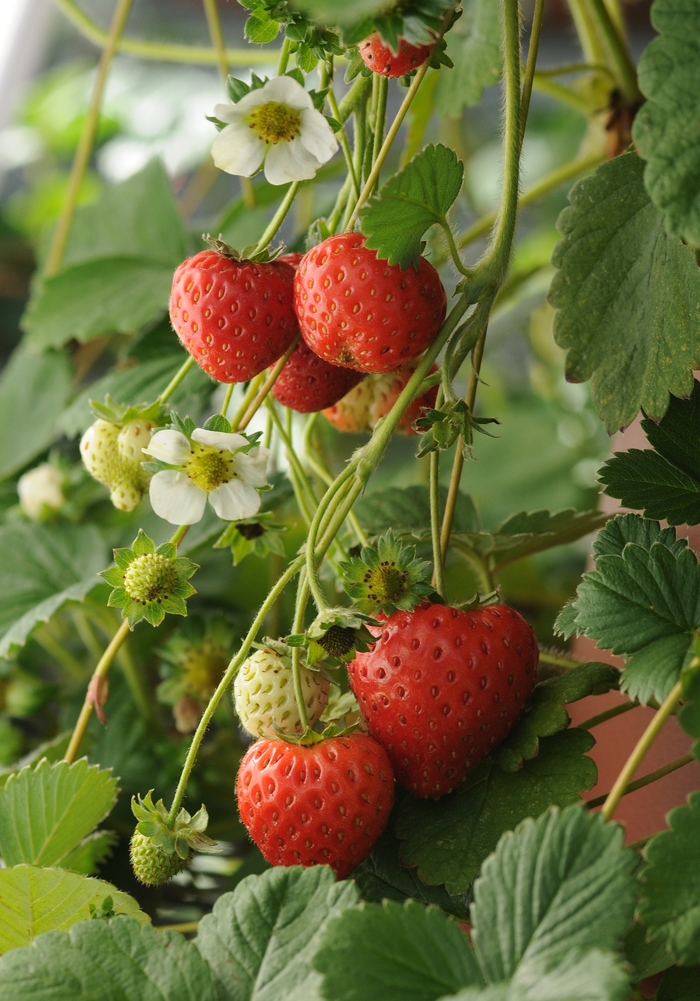 'Cupido&reg;' Strawberry - Fragaria from Milmont Greenhouses