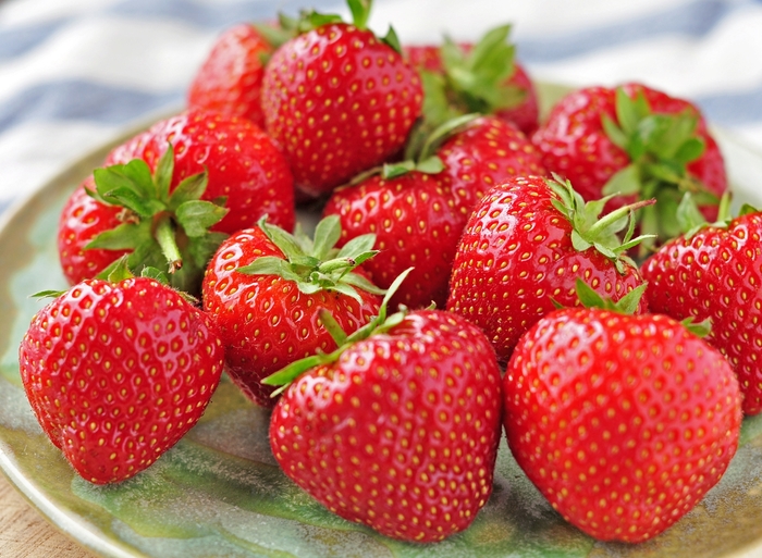 'Eversweet' Everbearing Strawberry - Fragaria from Milmont Greenhouses