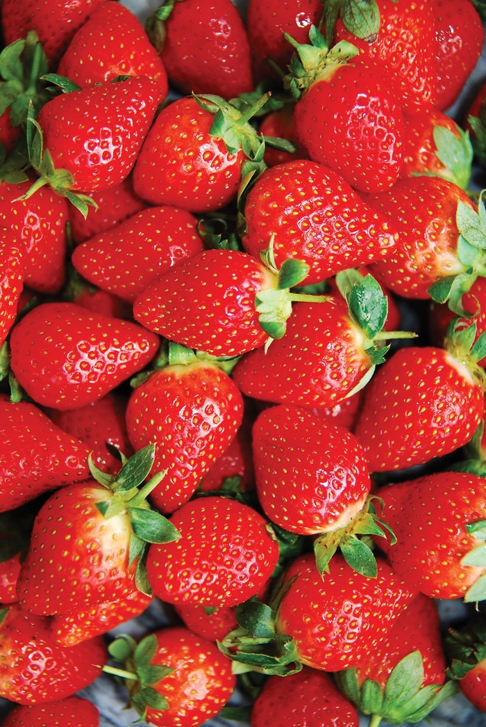 'Honeoye' Strawberry - Fragaria x ananassa from Milmont Greenhouses