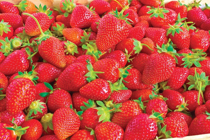 'Ozark Beauty' Strawberry - Fragaria from Milmont Greenhouses