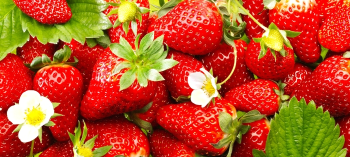 'Quinault' Strawberry - Fragaria x ananassa from Milmont Greenhouses