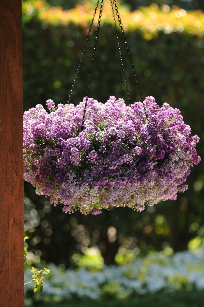 Clear Crystal® Lavender Shades - Lobularia maritima (Alyssum) from Milmont Greenhouses Clear Crystal® Lavender Shades - Lobularia maritima (Alyssum) from Milmont Greenhouses