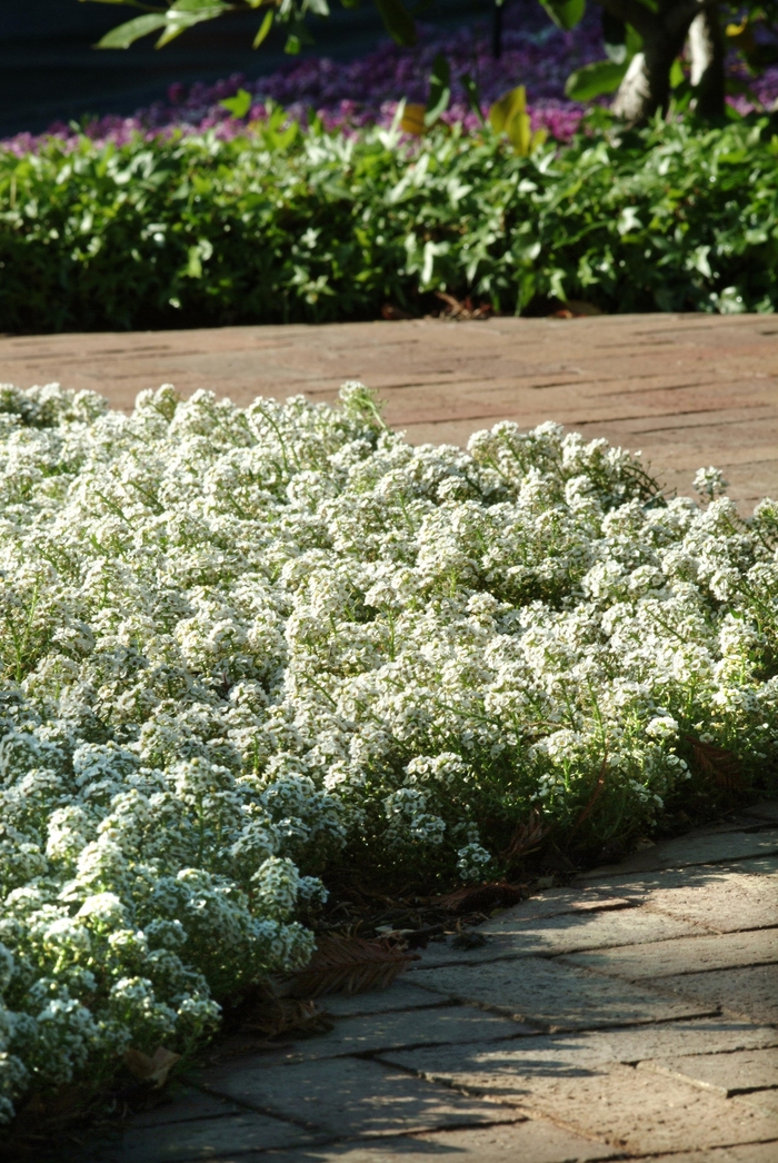 Clear Crystal® White - Lobularia maritima (Alyssum, Sweet Alyssum) from Milmont Greenhouses