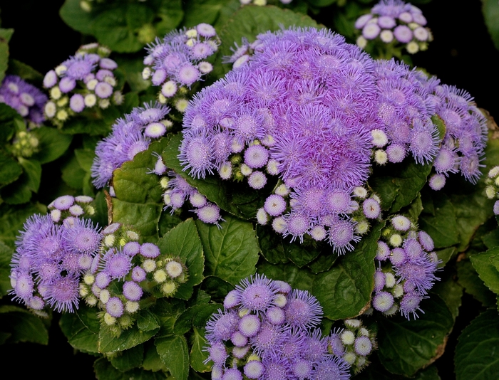 'Aloha Blue' Floss Flower - Ageratum houstonianum from Milmont Greenhouses 'Aloha Blue' Floss Flower - Ageratum houstonianum from Milmont Greenhouses