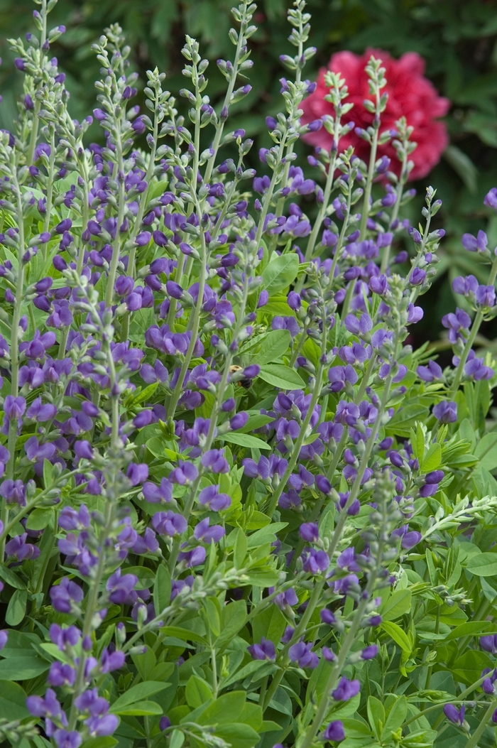 False Indigo - Baptisia australis from Milmont Greenhouses