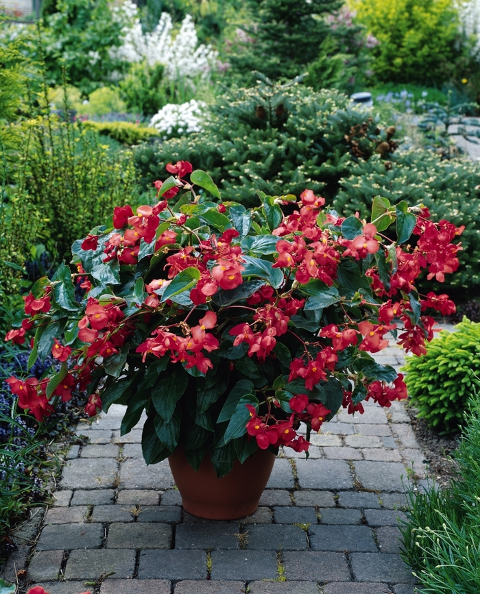 Dragon Wing® 'Red' - Begonia from Milmont Greenhouses