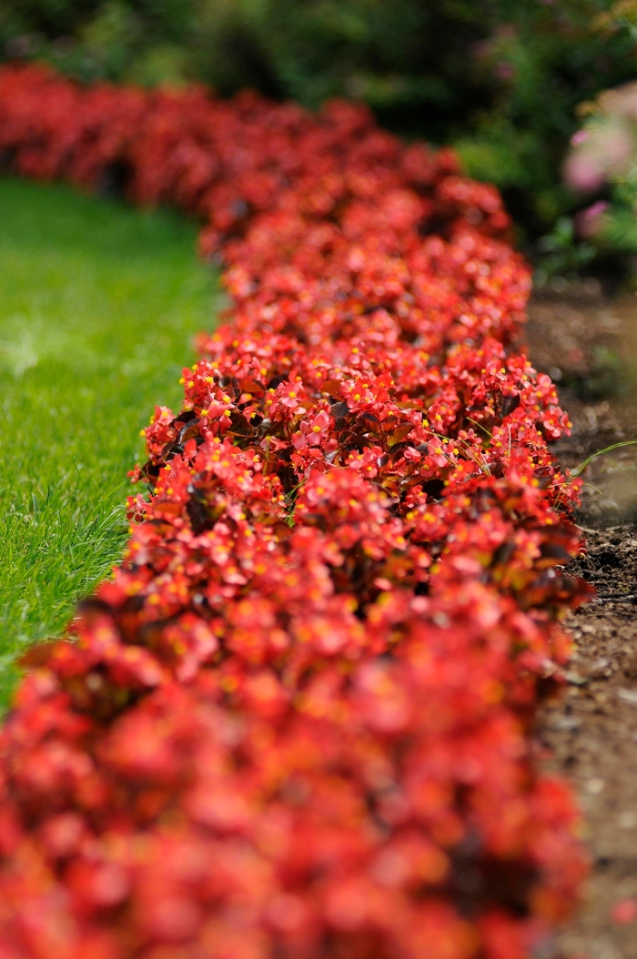 Harmony 'Scarlet' - Begonia semperflorens (Wax Begonia) from Milmont Greenhouses