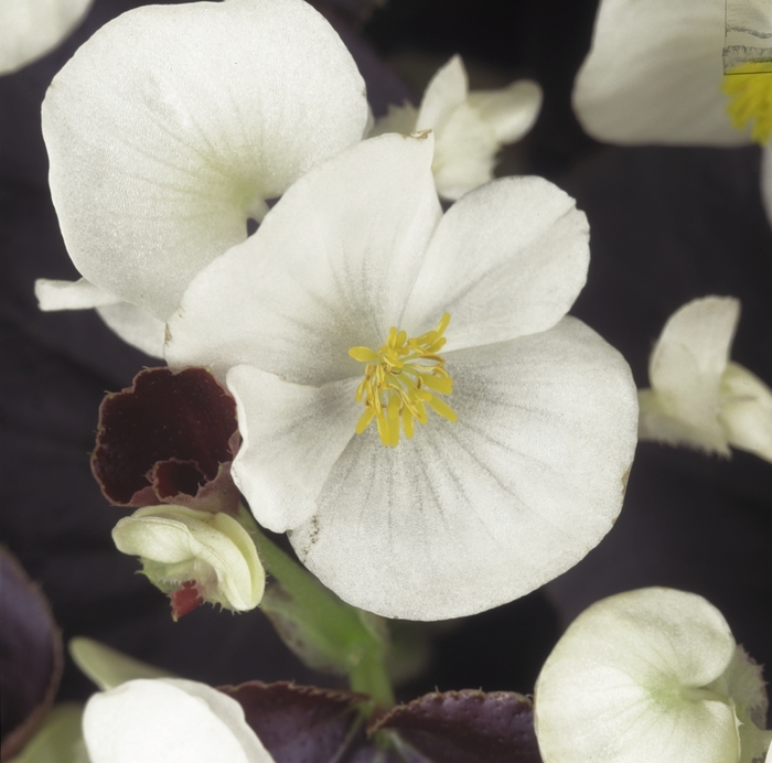 Harmony 'White' - Begonia semperflorens (Wax Begonia) from Milmont Greenhouses Harmony 'White' - Begonia semperflorens (Wax Begonia) from Milmont Greenhouses