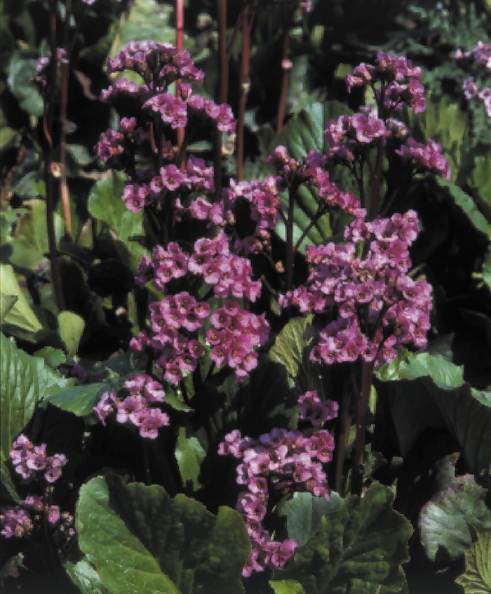 Red Beauty Pig Squeak - Bergenia cordifolia 'Red Beauty' (Pig Squeak) from Milmont Greenhouses