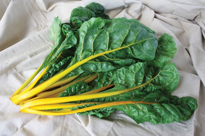 'Eldorado' Swiss Chard - Beta vulgaris var. cicla from Milmont Greenhouses 'Eldorado' Swiss Chard - Beta vulgaris var. cicla from Milmont Greenhouses