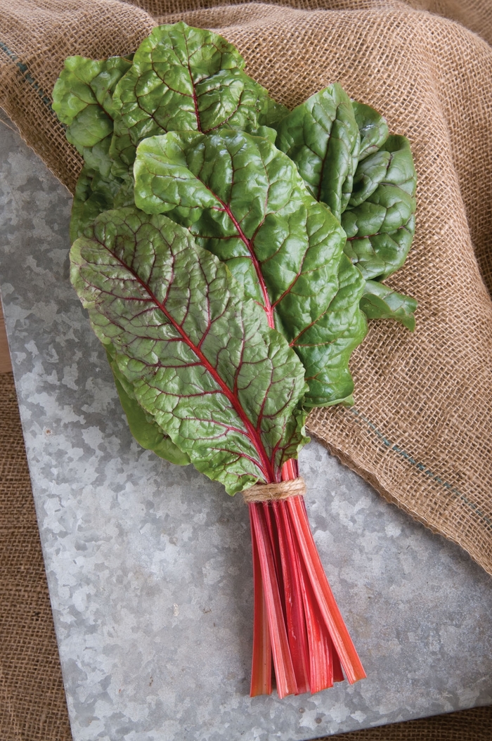 'Ruby Red' Swiss Chard - Beta vulgaris var. cicla from Milmont Greenhouses