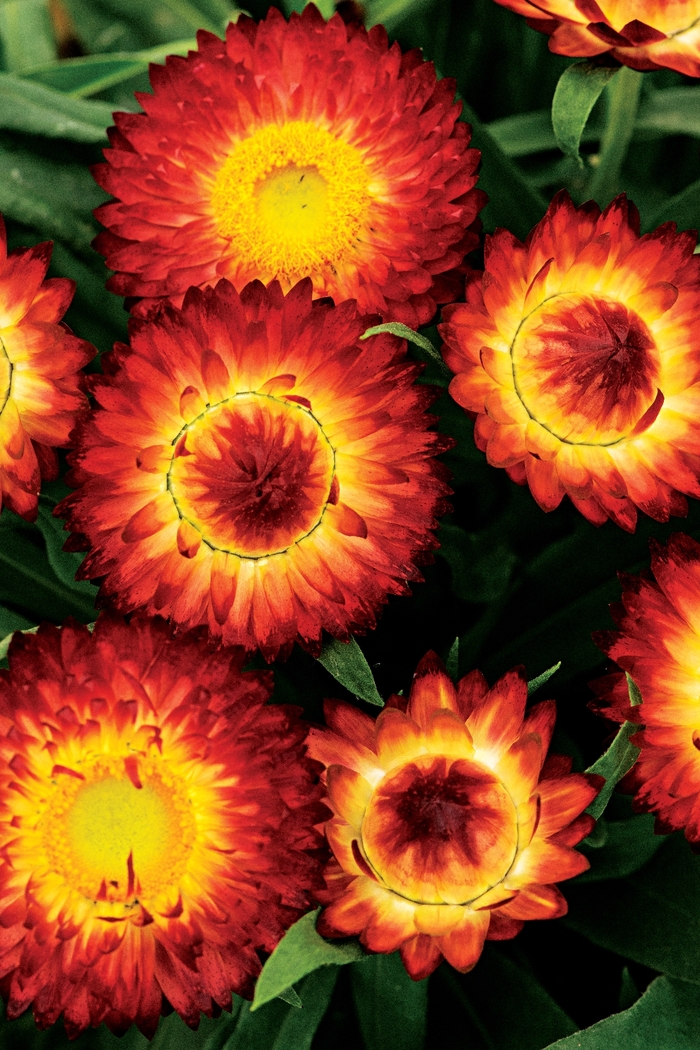 Cottage&trade; 'Bronze' - Bracteantha bracteata (Strawflower) from Milmont Greenhouses