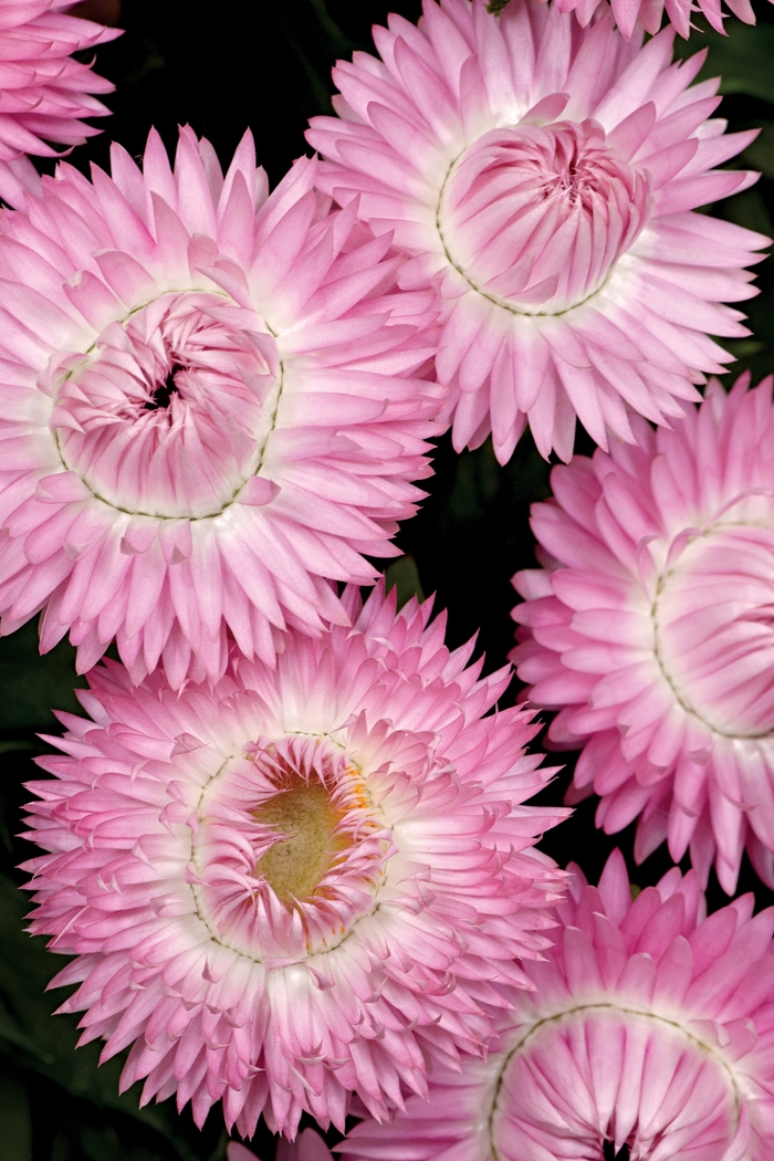 Cottage&trade; 'Pink' - Bracteantha bracteata (Strawflower) from Milmont Greenhouses