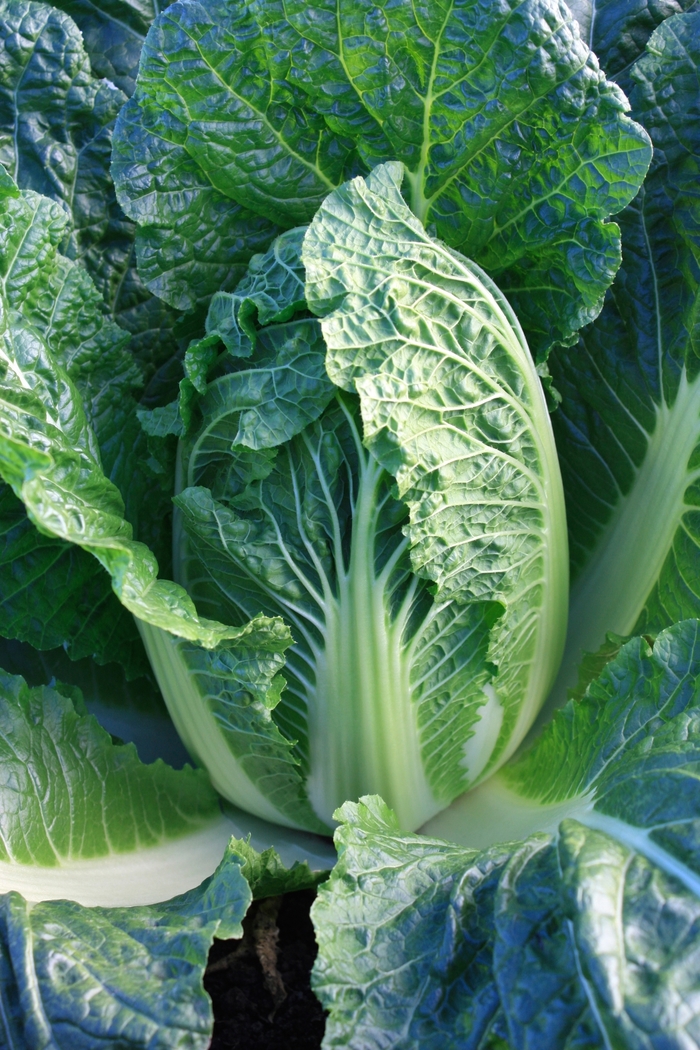 'China King' Chinese Cabbage - Brassica from Milmont Greenhouses