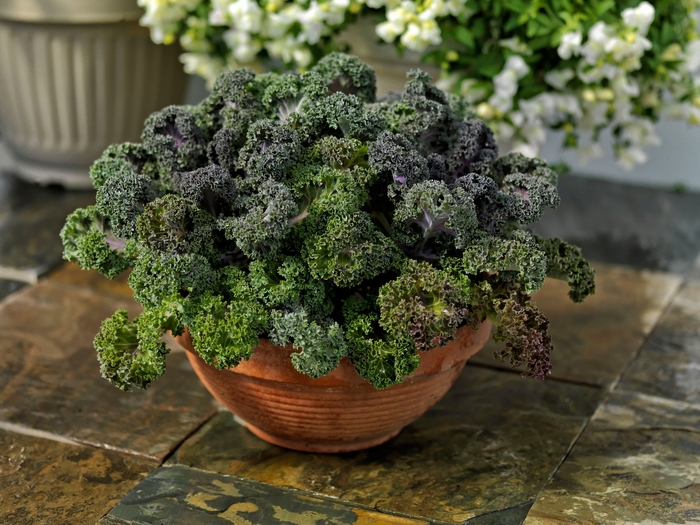 Yokohama 'Red' - Brassica oleracea var acephala (Flowering Kale) from Milmont Greenhouses Yokohama 'Red' - Brassica oleracea var acephala (Flowering Kale) from Milmont Greenhouses