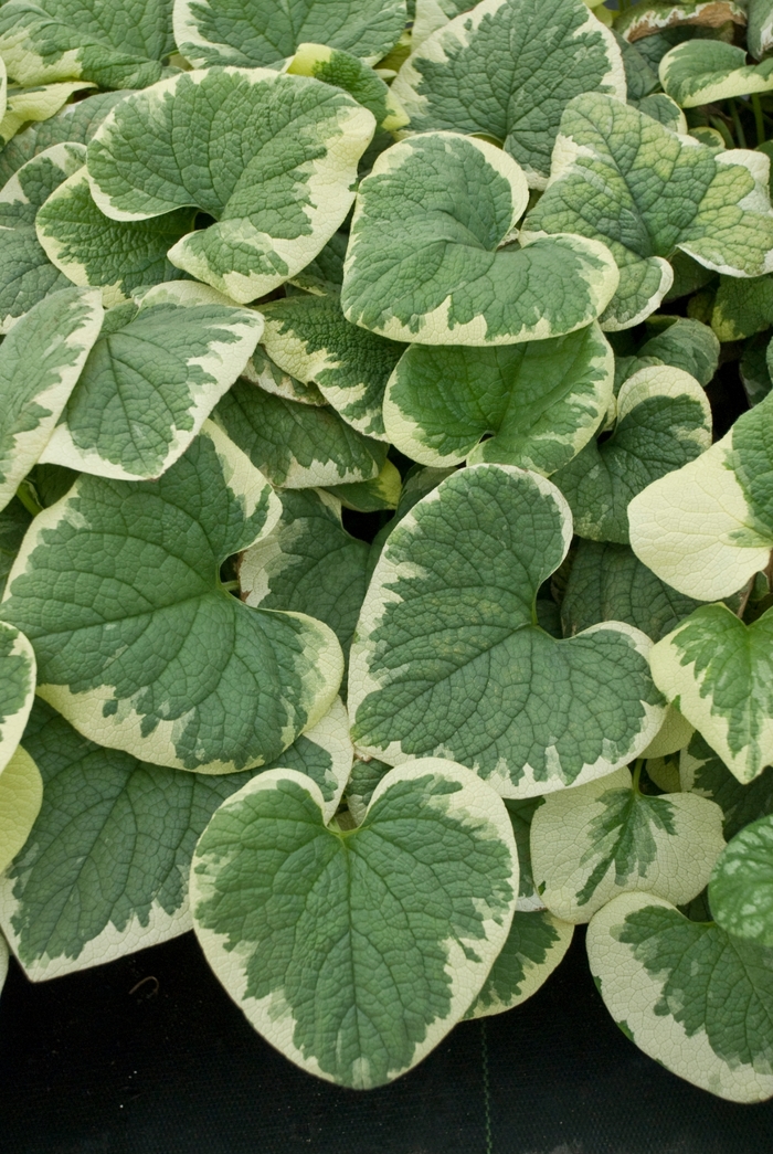 'Variegata' Siberian Bugloss - Brunnera macrophylla from Milmont Greenhouses