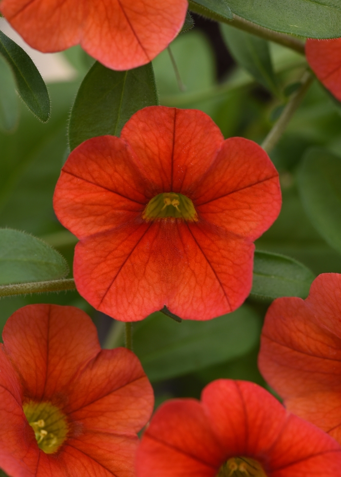 MiniFamous® Neo 'Deep Orange' - Calibrachoa (Trailing Petunia) from Milmont Greenhouses