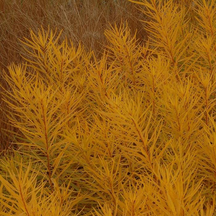 Butterscotch Bluestar - Amsonia hubrichtii 'Butterscotch' (Bluestar) from Milmont Greenhouses