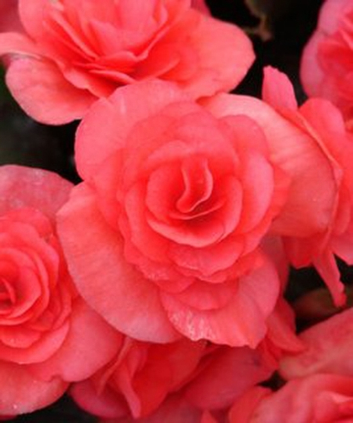 Solenia® 'Dark Pink' - Begonia x hiemalis (Rieger Begonia) from Milmont Greenhouses Solenia® 'Dark Pink' - Begonia x hiemalis (Rieger Begonia) from Milmont Greenhouses