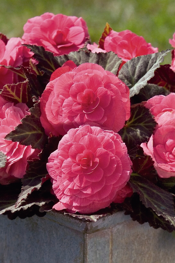 Nonstop® 'Mocca Pink Shades' - Begonia x tuberhybrida (Tuberous Begonia) from Milmont Greenhouses