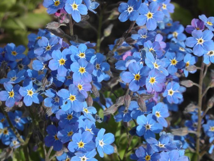 'Bluesylva' Forget Me Not - Myosotis sylvatica from Milmont Greenhouses