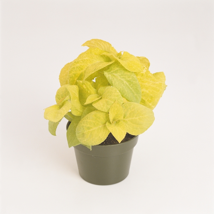 Wizard® 'Golden' - coleus scutellarioides from Milmont Greenhouses