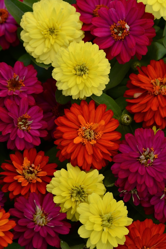 Double Zahara™ 'Brilliant Mixture' - Zinnia marylandica from Milmont Greenhouses Double Zahara™ 'Brilliant Mixture' - Zinnia marylandica from Milmont Greenhouses