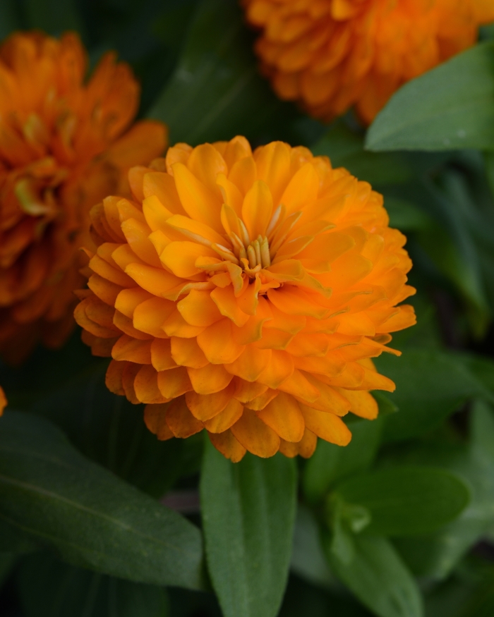 Double Zahara™ Bright Orange - Zinnia marylandica from Milmont Greenhouses