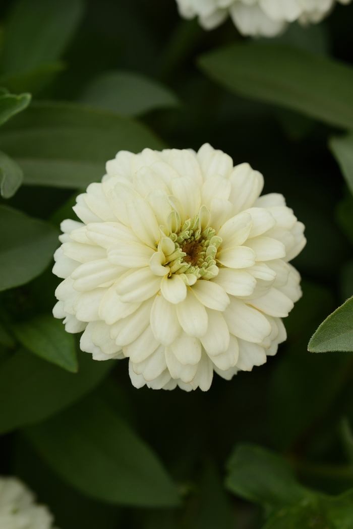 Double Zahara&trade; 'White' - Zinnia marylandica from Milmont Greenhouses