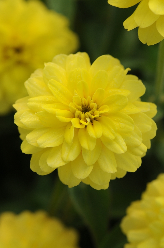 Double Zahara™ 'Yellow' - Zinnia marylandica from Milmont Greenhouses Double Zahara™ 'Yellow' - Zinnia marylandica from Milmont Greenhouses